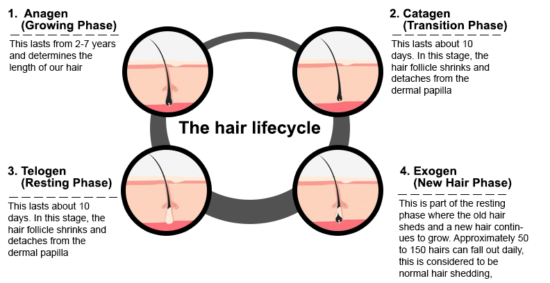 The Hair Lifecycle